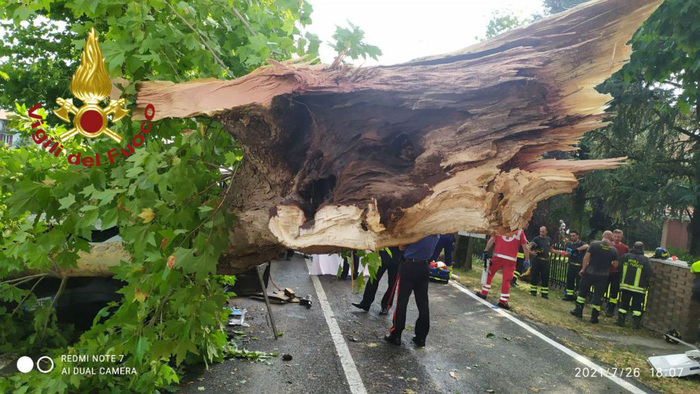 Maltempo / A Novi cade un albero sulla provinciale 413, autisti feriti