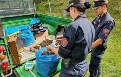 Raccolta del mirtillo, i militari della forestale controllano la regolare raccolta Raccolta del mirtillo, i militari della forestale controllano la regolare raccolta