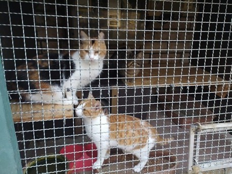  Quattro gatti in una gabbia di un metro, denunciato a Modena
