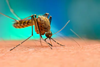  Casi di Dengue ad Albareto, al via i trattamenti