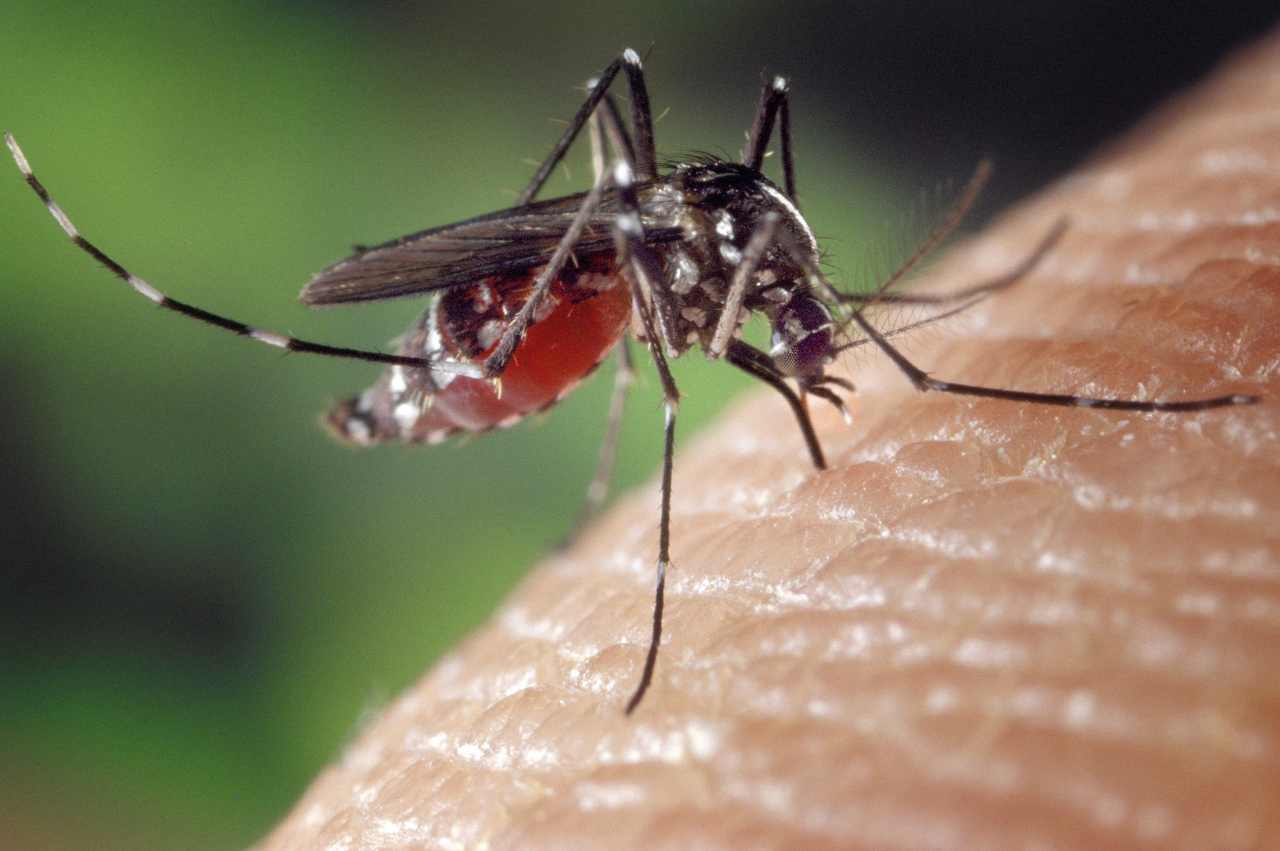  West Nile, zanzare “campionate” in tutta la provincia. L’impegno dell’Ausl per stanare il virus