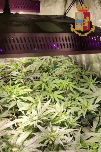  Bomporto / La Polizia scopre 21 piante di marijuana: arrestato 31enne