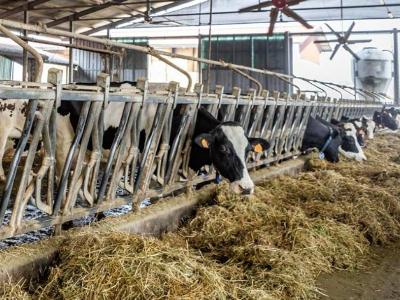  Unimore / progetto Cowbot, il monitoraggio dei bovini negli allevamenti intensivi