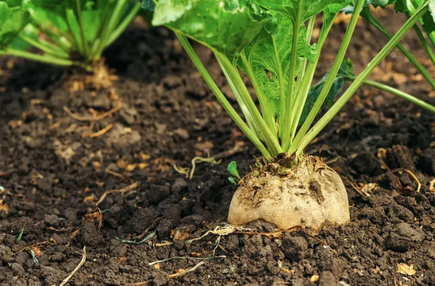 ‘Impariamo dall’agricoltura il valore del cibo’ il progetto rivolto alle scuole