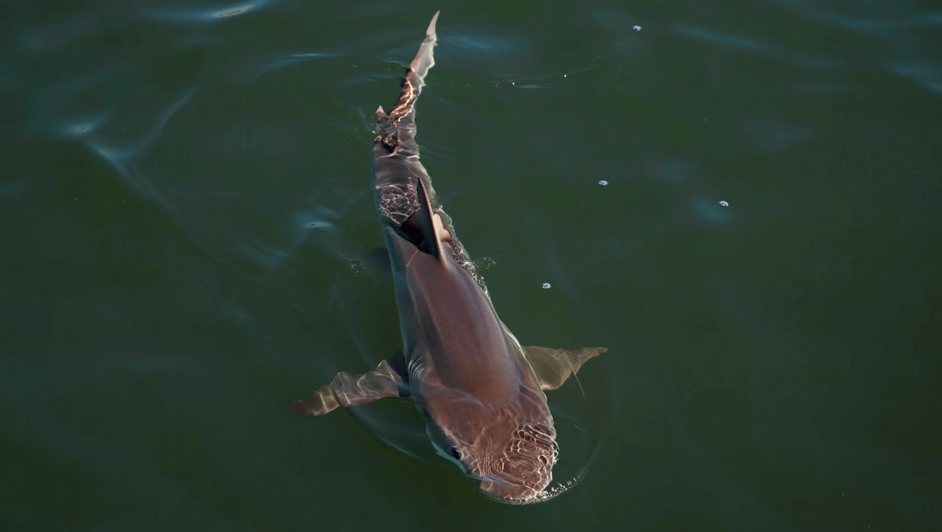 Trapani Shark emergenza totale: a Treviso arriva la svolta